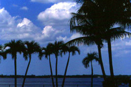 palms